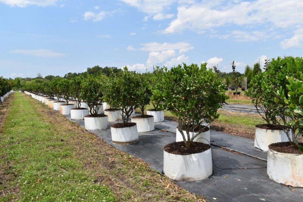 ligustrum-japonicum-japanese-privet-wax-leaf-ligustrum