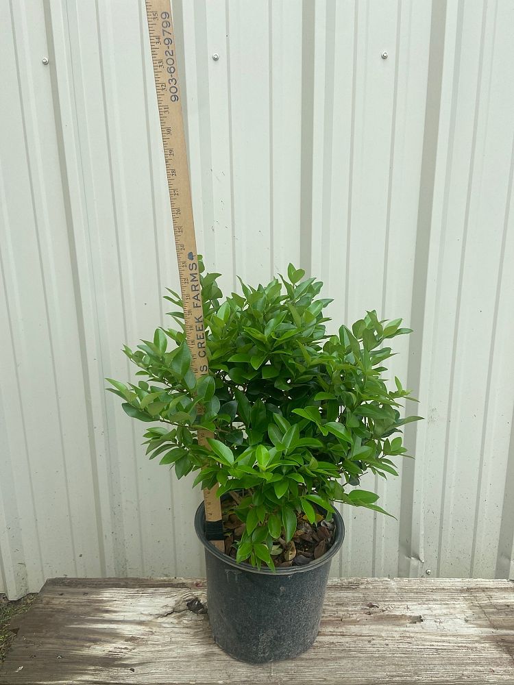 ligustrum-japonicum-japanese-privet-wax-leaf-ligustrum