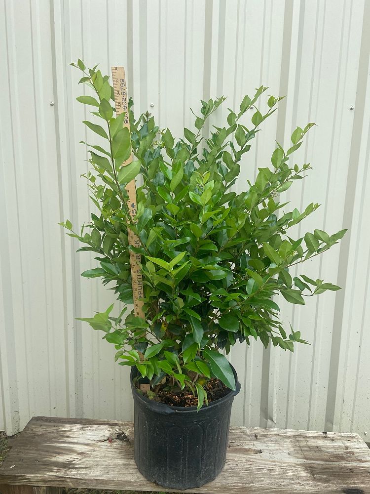 ligustrum-japonicum-japanese-privet-wax-leaf-ligustrum