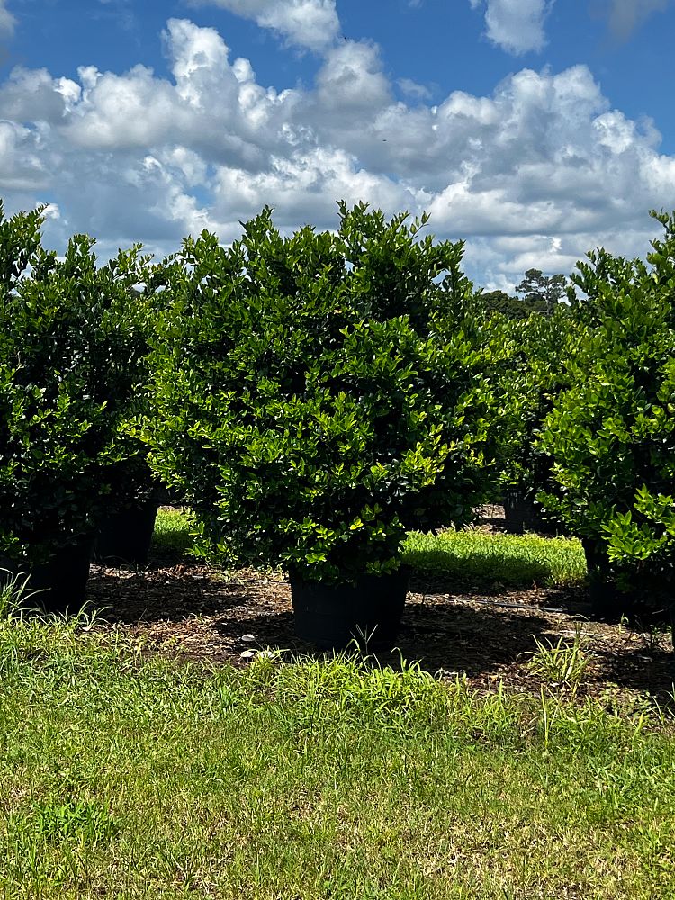 ligustrum-japonicum-japanese-privet-wax-leaf-ligustrum