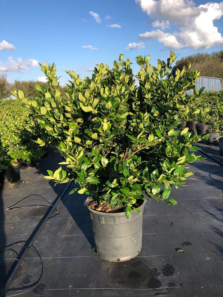 ligustrum-japonicum-japanese-privet-wax-leaf-ligustrum