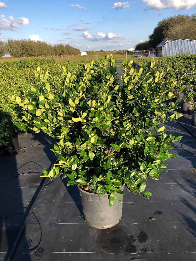 ligustrum-japonicum-japanese-privet-wax-leaf-ligustrum