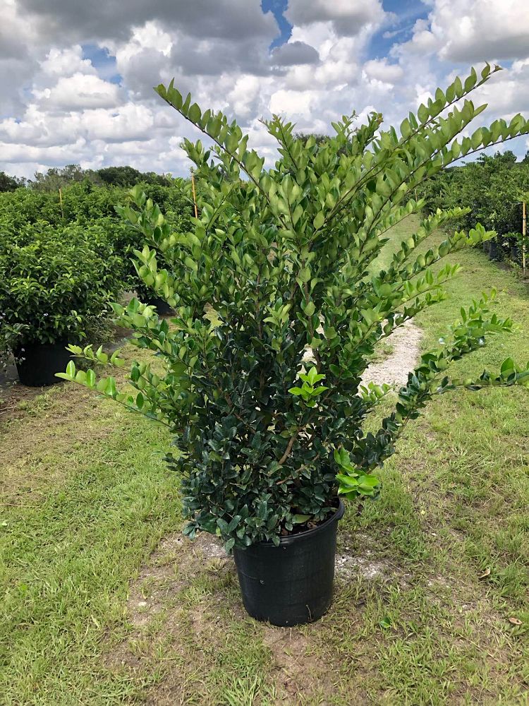 ligustrum-japonicum-japanese-privet-wax-leaf-ligustrum