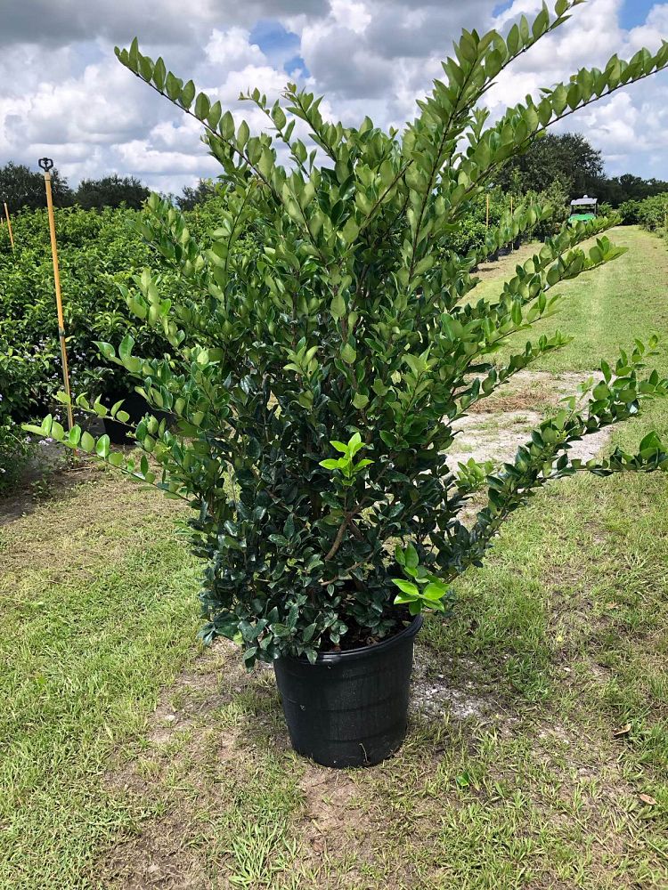 ligustrum-japonicum-japanese-privet-wax-leaf-ligustrum
