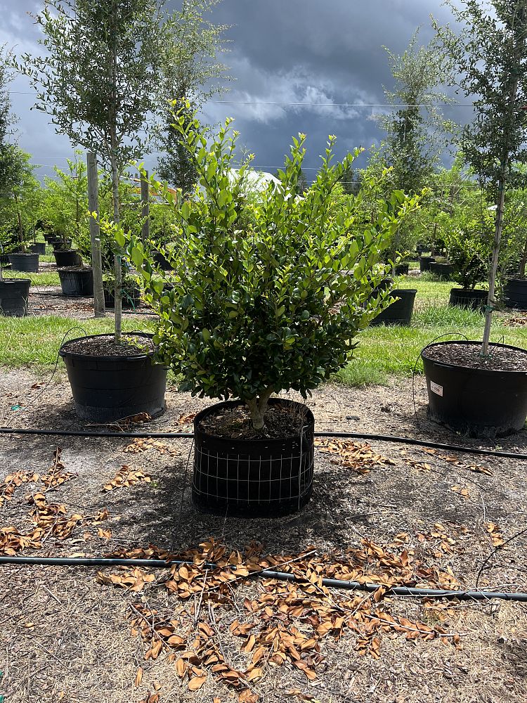 ligustrum-japonicum-japanese-privet-wax-leaf-ligustrum