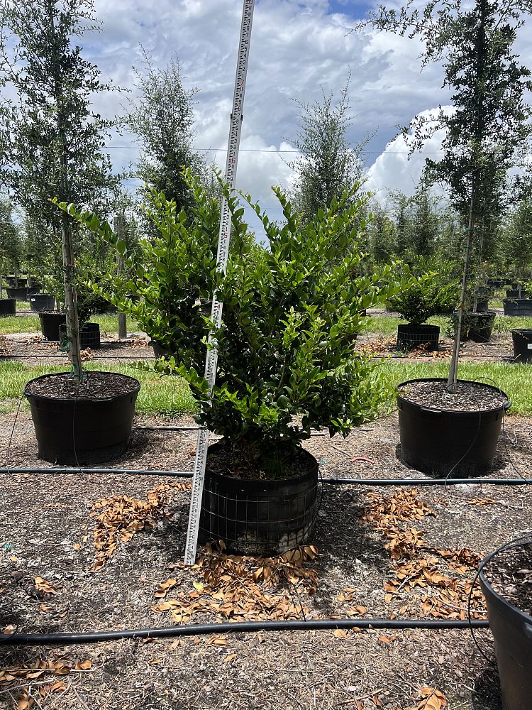 ligustrum-japonicum-japanese-privet-wax-leaf-ligustrum