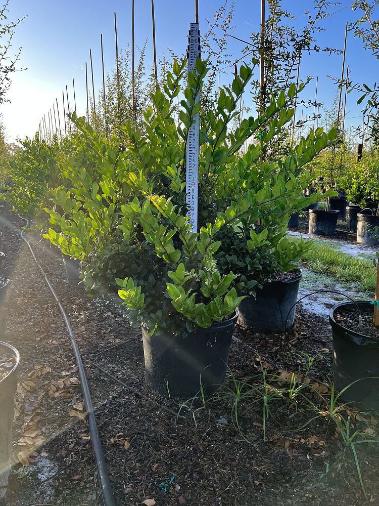ligustrum-japonicum-japanese-privet-wax-leaf-ligustrum