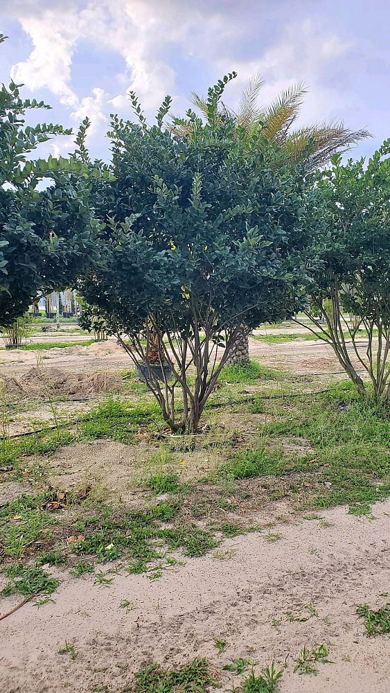 ligustrum-japonicum-japanese-privet-wax-leaf-ligustrum