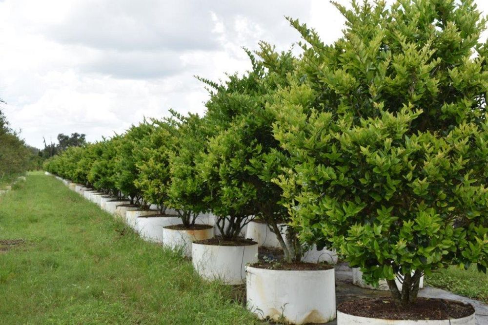 ligustrum-japonicum-japanese-privet-wax-leaf-ligustrum