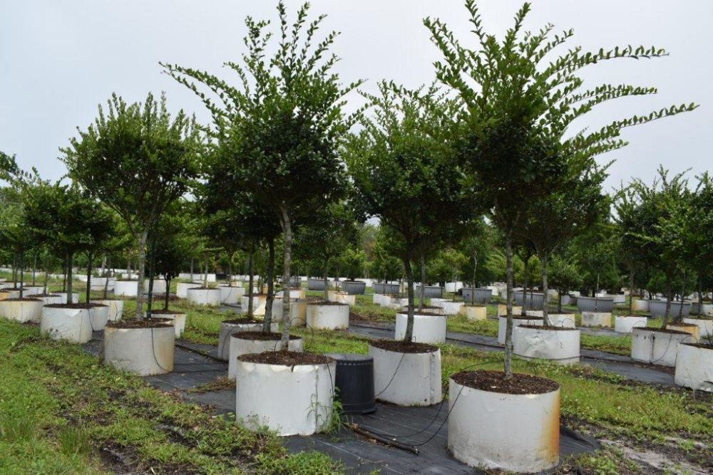 ligustrum-japonicum-japanese-privet-wax-leaf-ligustrum