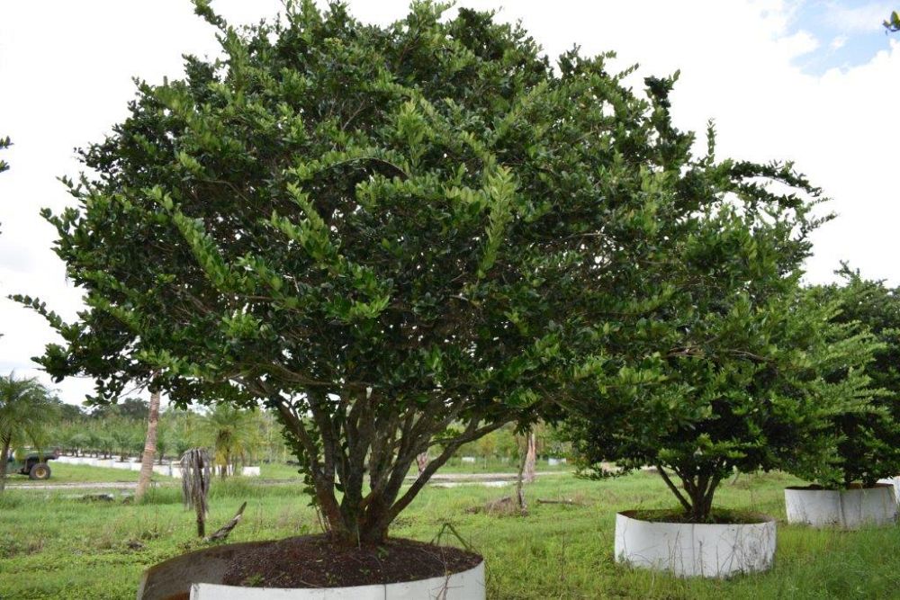 ligustrum-japonicum-japanese-privet-wax-leaf-ligustrum