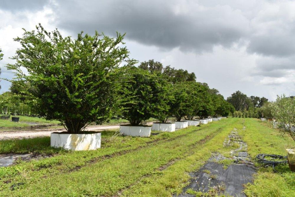 ligustrum-japonicum-japanese-privet-wax-leaf-ligustrum