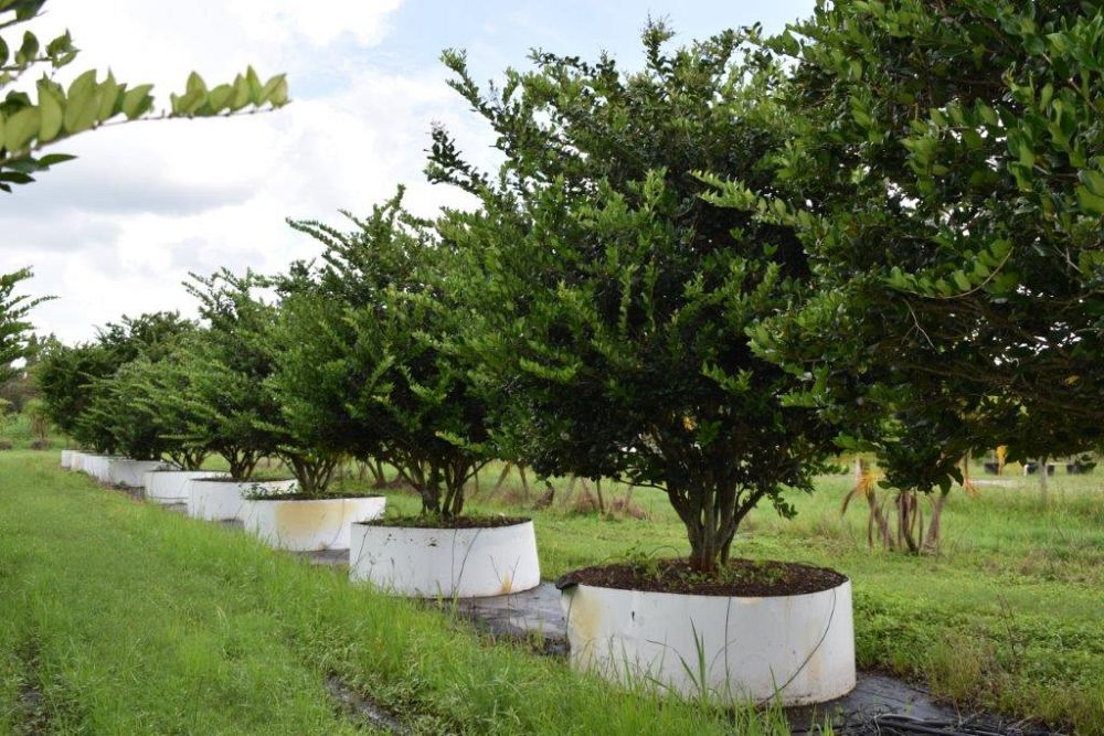 ligustrum-japonicum-japanese-privet-wax-leaf-ligustrum