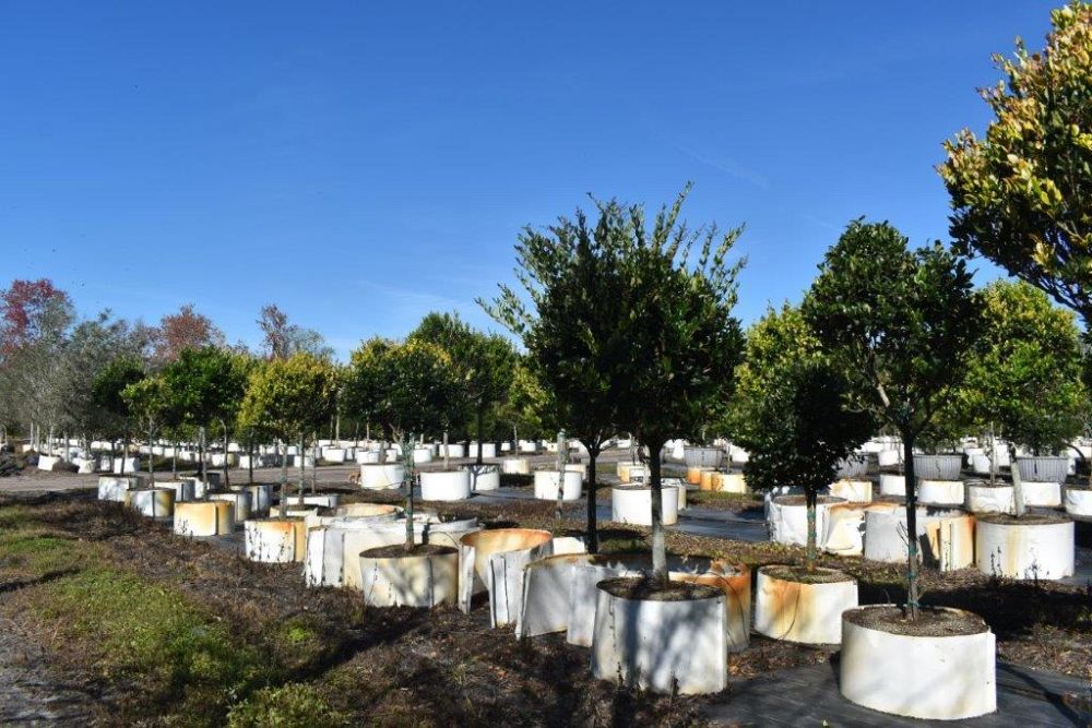 ligustrum-japonicum-japanese-privet-wax-leaf-ligustrum