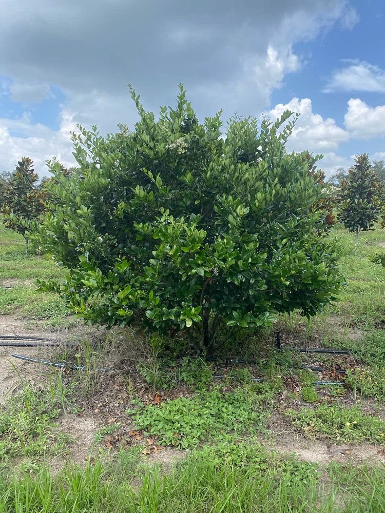 ligustrum-japonicum-japanese-privet-wax-leaf-ligustrum