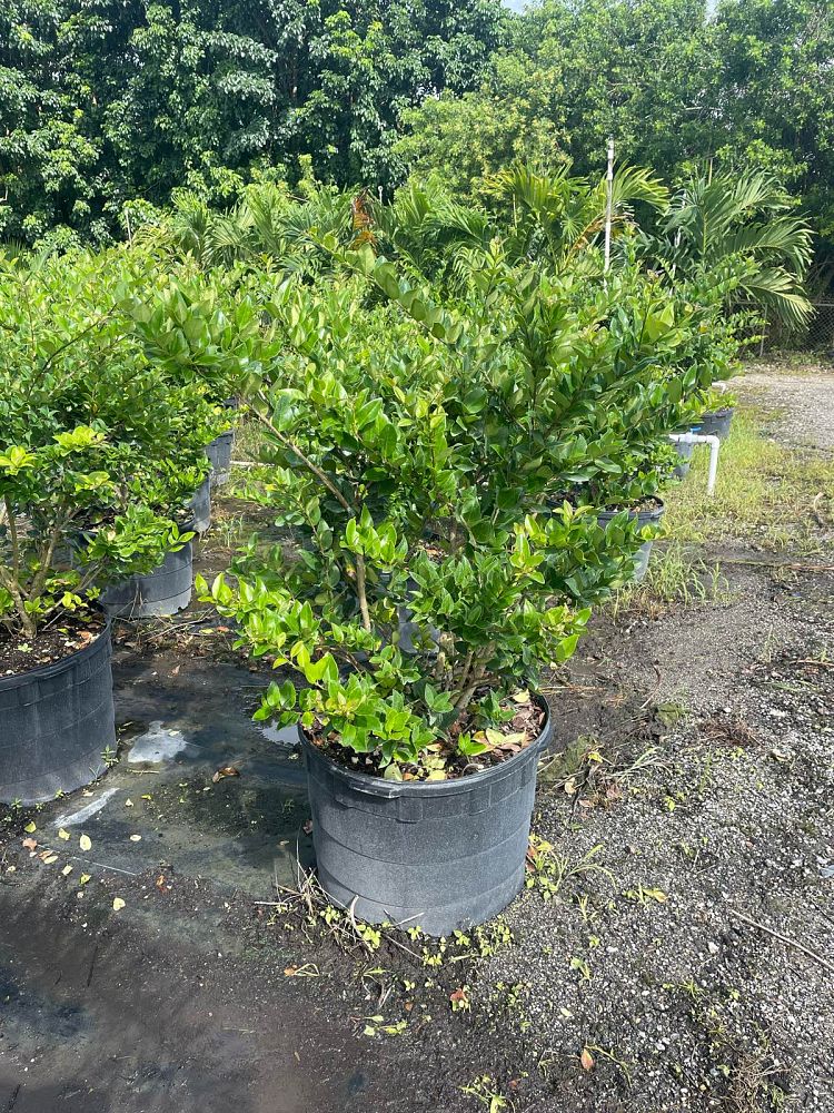 ligustrum-japonicum-japanese-privet-wax-leaf-ligustrum