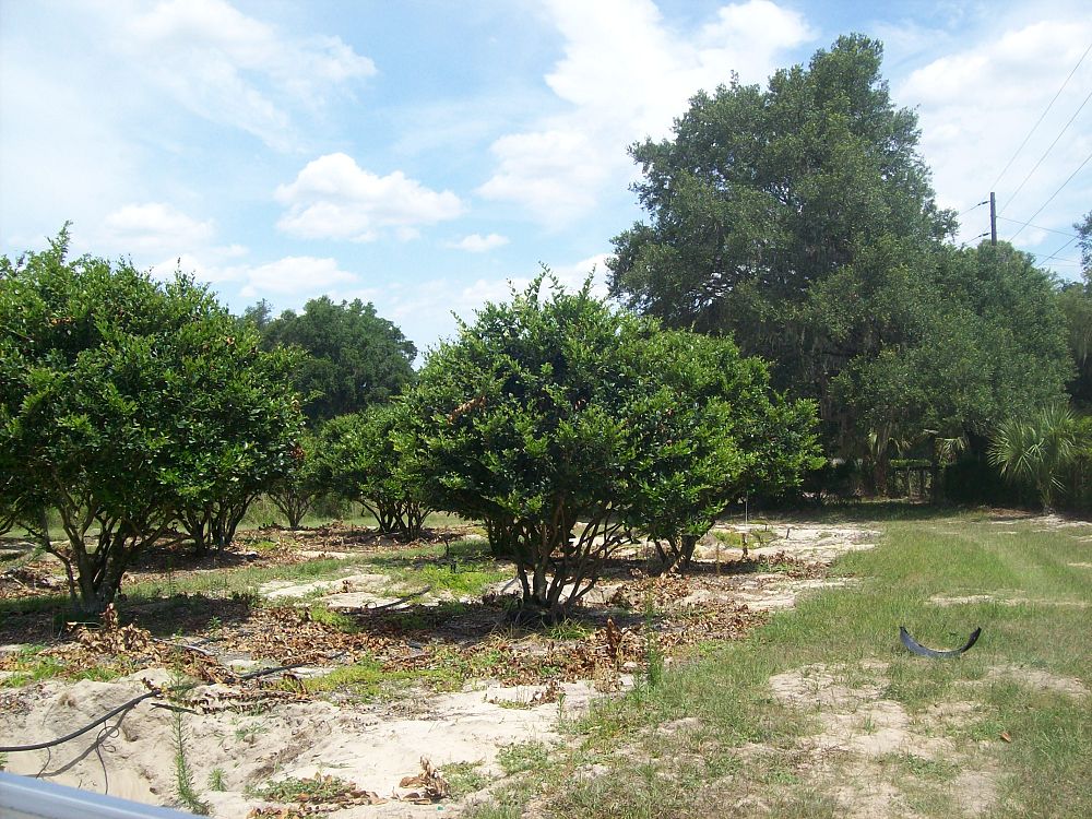 ligustrum-japonicum-japanese-privet-wax-leaf-ligustrum