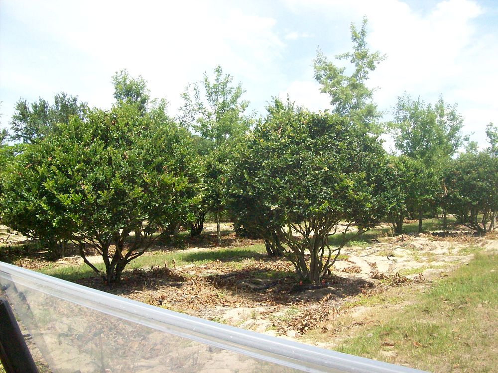 ligustrum-japonicum-japanese-privet-wax-leaf-ligustrum