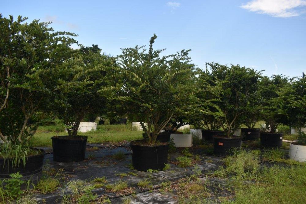 ligustrum-japonicum-japanese-privet-wax-leaf-ligustrum
