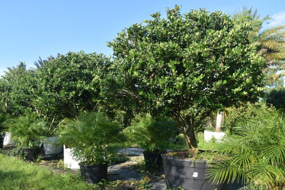 ligustrum-japonicum-japanese-privet-wax-leaf-ligustrum