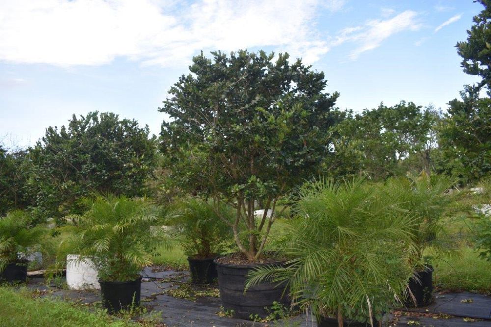 ligustrum-japonicum-japanese-privet-wax-leaf-ligustrum