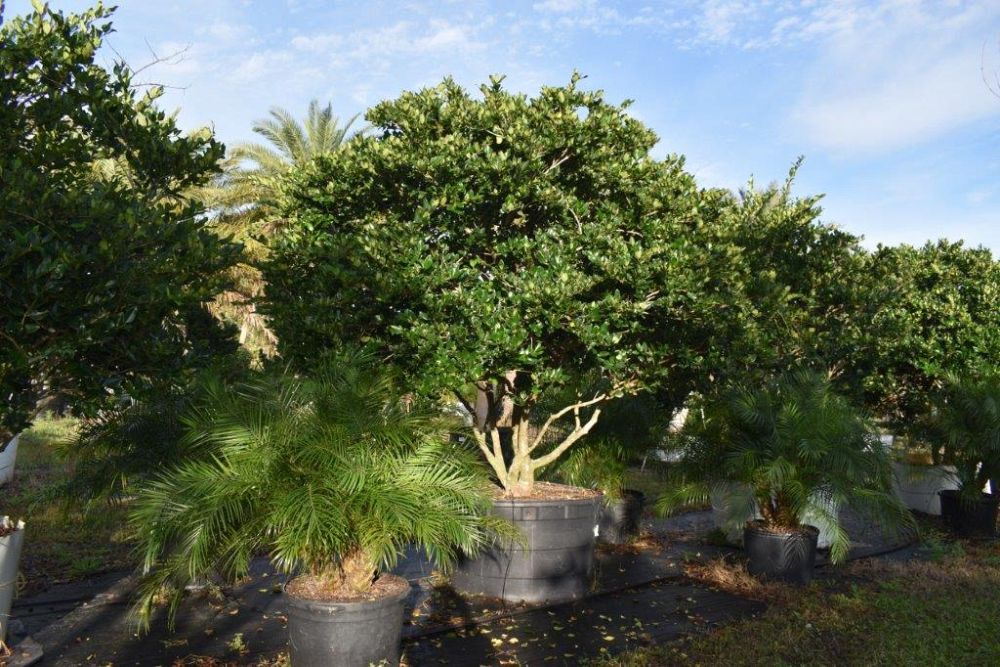 ligustrum-japonicum-japanese-privet-wax-leaf-ligustrum