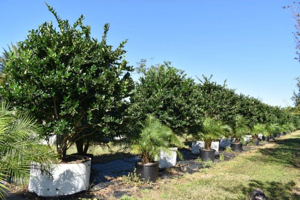 ligustrum-japonicum-japanese-privet-wax-leaf-ligustrum