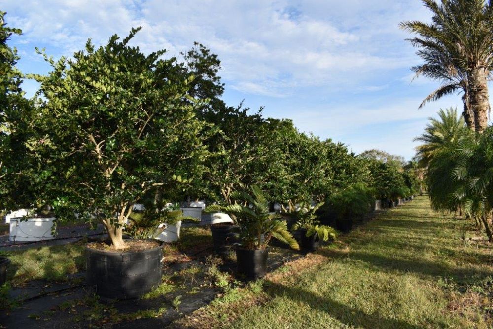 ligustrum-japonicum-japanese-privet-wax-leaf-ligustrum