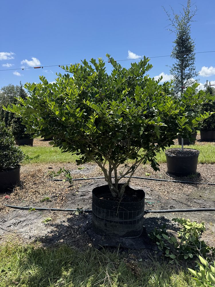 ligustrum-japonicum-japanese-privet-wax-leaf-ligustrum