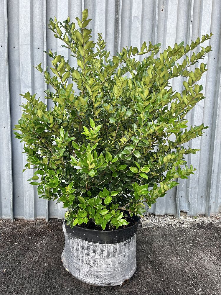 ligustrum-japonicum-japanese-privet-wax-leaf-ligustrum