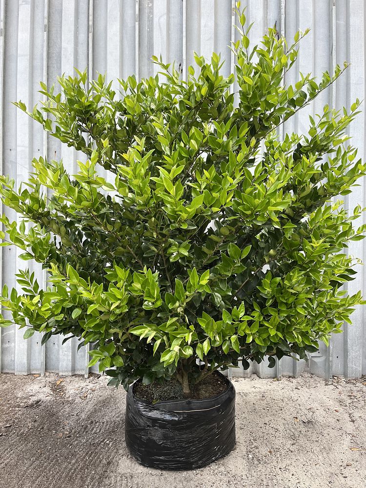 ligustrum-japonicum-japanese-privet-wax-leaf-ligustrum
