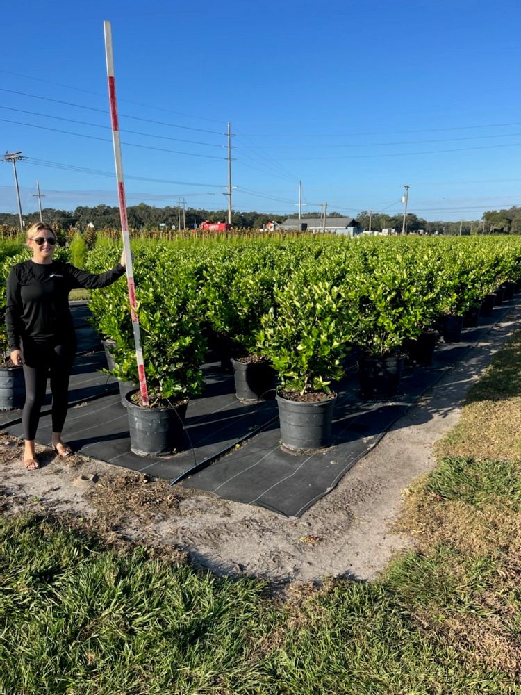 ligustrum-japonicum-japanese-privet-wax-leaf-ligustrum