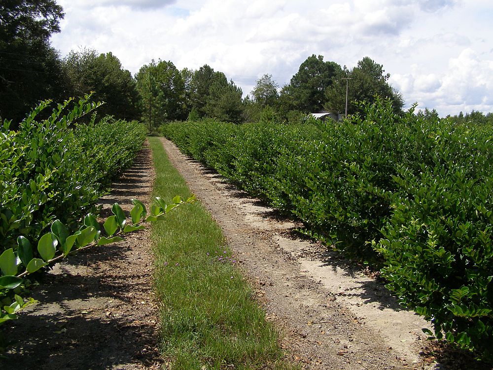 ligustrum-japonicum-japanese-privet-wax-leaf-ligustrum