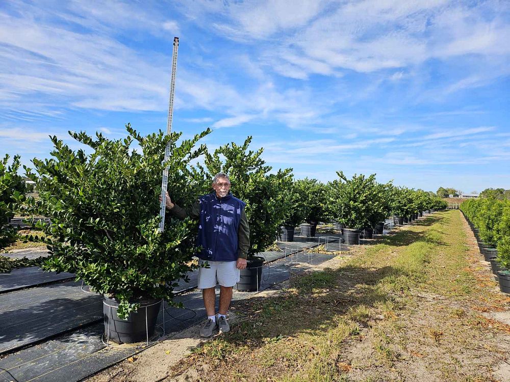 ligustrum-japonicum-japanese-privet-wax-leaf-ligustrum