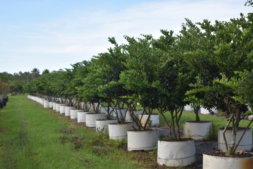 ligustrum-japonicum-japanese-privet-wax-leaf-ligustrum