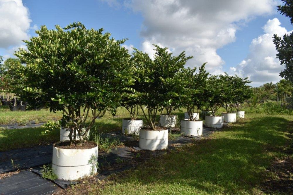 ligustrum-japonicum-japanese-privet-wax-leaf-ligustrum