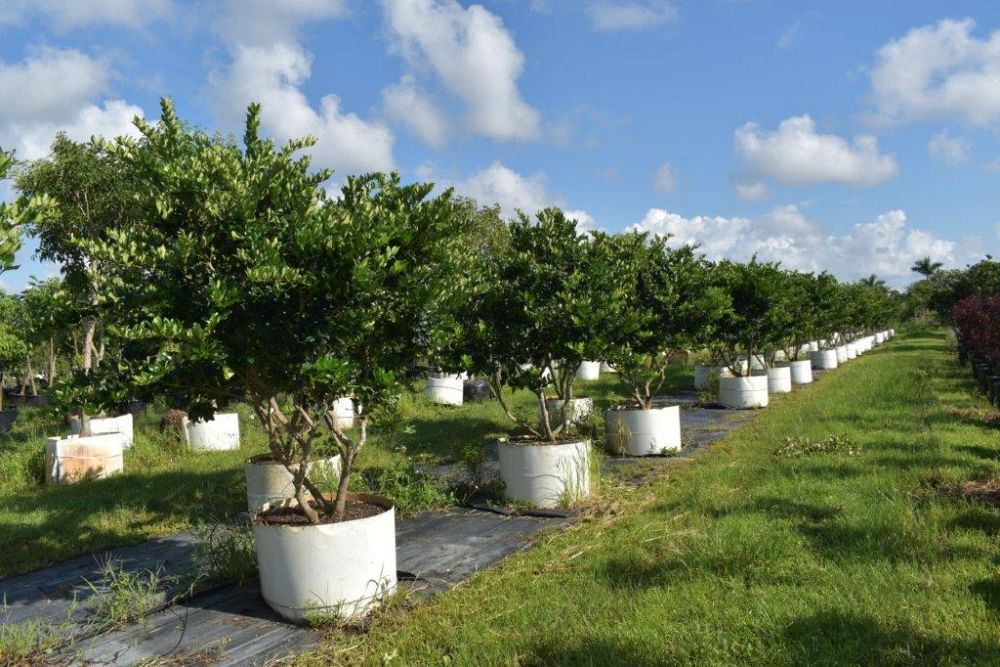 ligustrum-japonicum-japanese-privet-wax-leaf-ligustrum