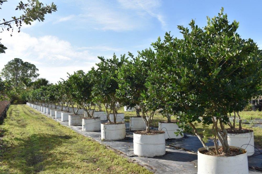 ligustrum-japonicum-japanese-privet-wax-leaf-ligustrum