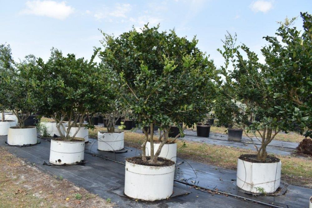 ligustrum-japonicum-japanese-privet-wax-leaf-ligustrum