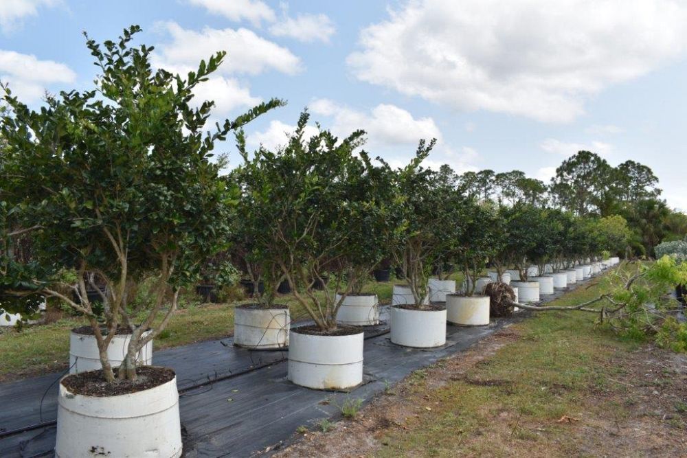 ligustrum-japonicum-japanese-privet-wax-leaf-ligustrum