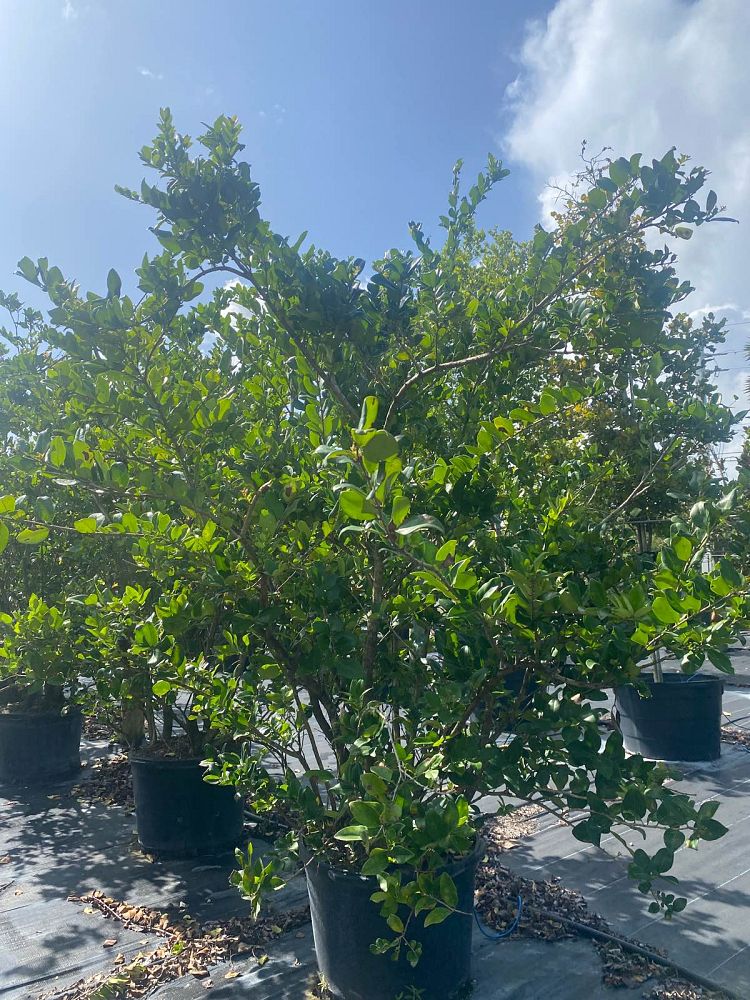 ligustrum-japonicum-japanese-privet-wax-leaf-ligustrum