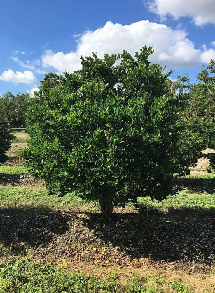 ligustrum-japonicum-japanese-privet-wax-leaf-ligustrum