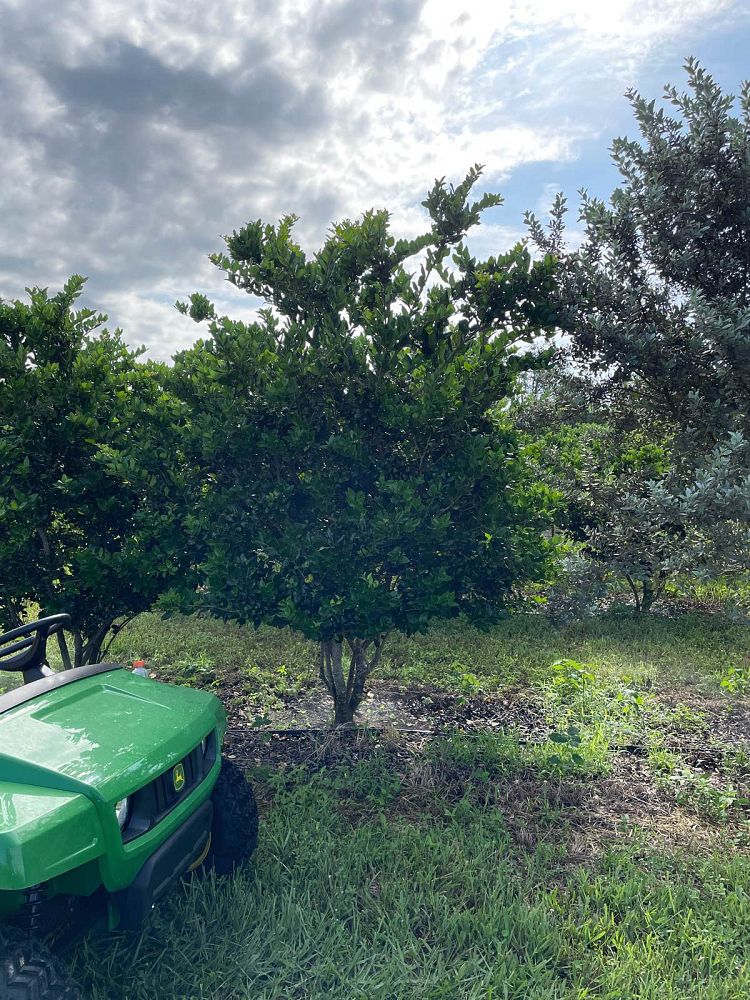 ligustrum-japonicum-japanese-privet-wax-leaf-ligustrum