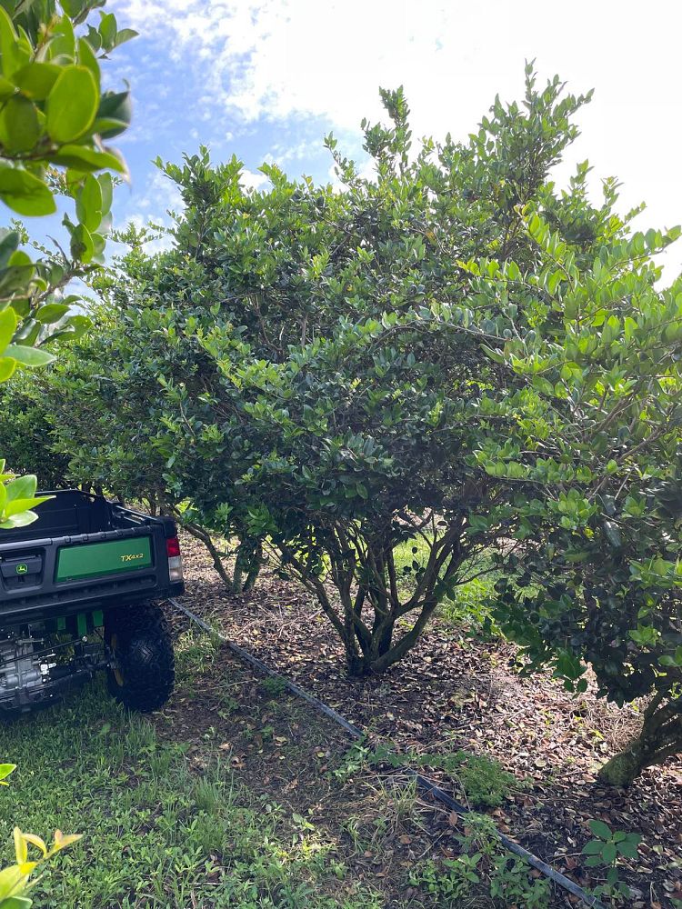 ligustrum-japonicum-japanese-privet-wax-leaf-ligustrum