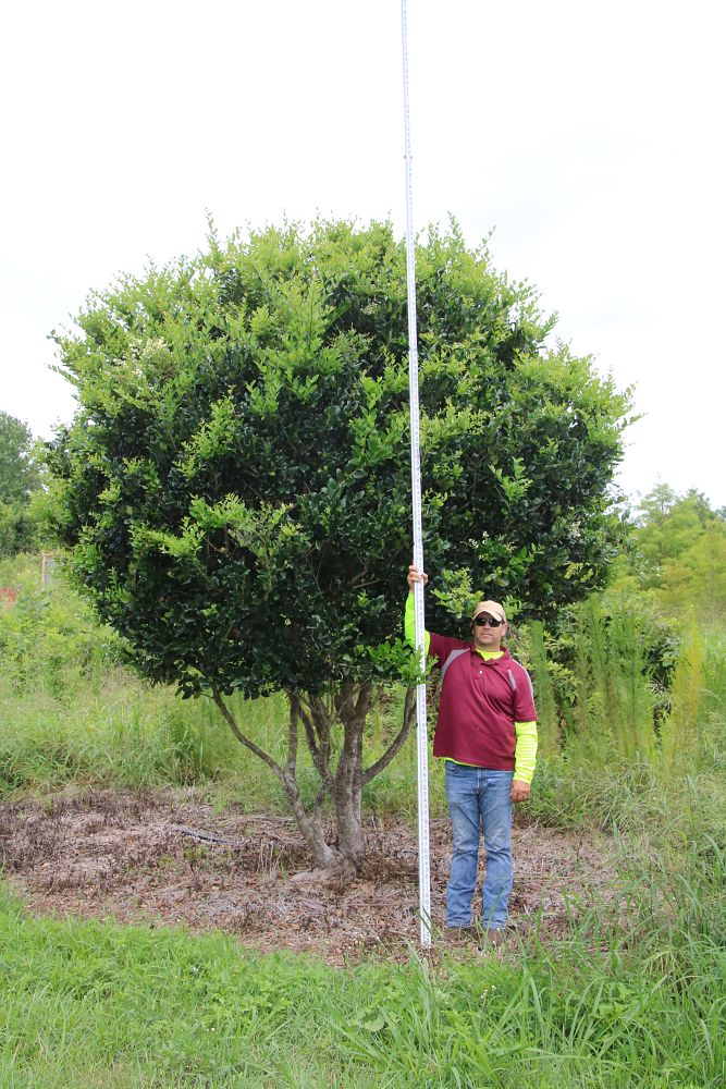 ligustrum-japonicum-japanese-privet-wax-leaf-ligustrum
