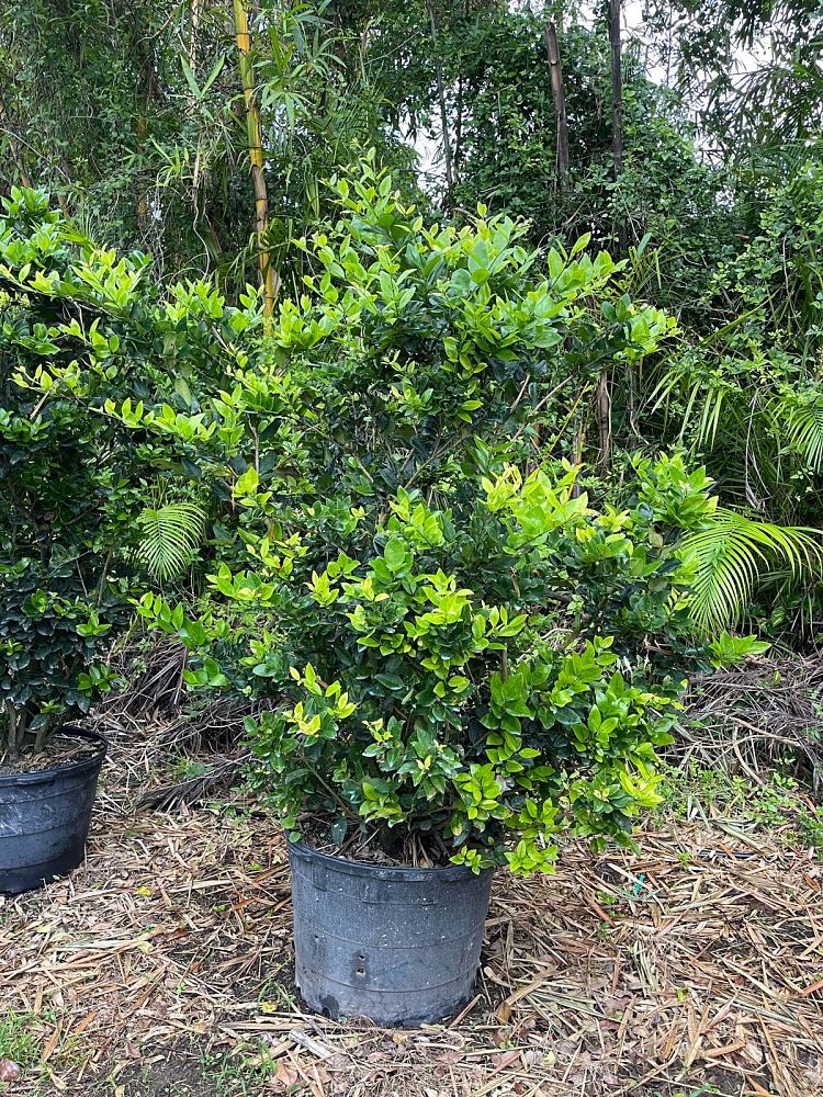 ligustrum-japonicum-japanese-privet-wax-leaf-ligustrum