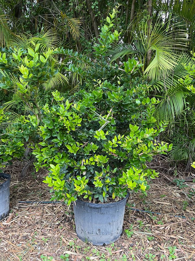 ligustrum-japonicum-japanese-privet-wax-leaf-ligustrum