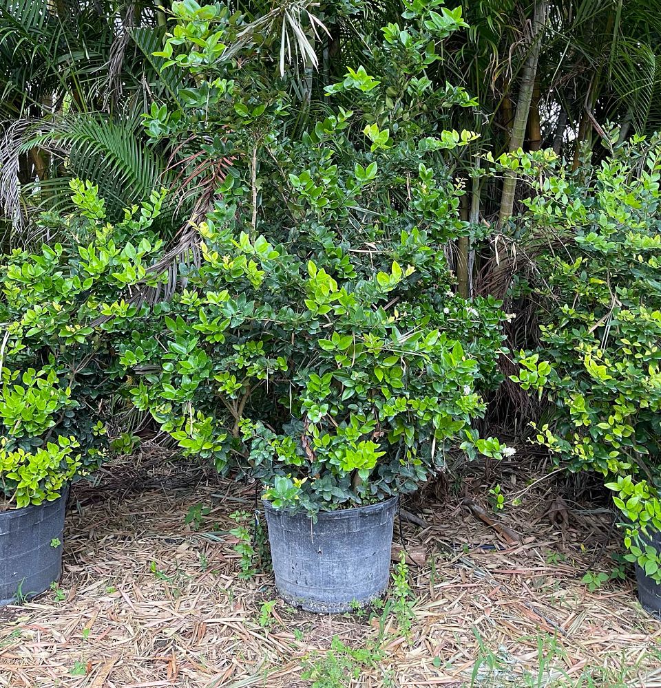 ligustrum-japonicum-japanese-privet-wax-leaf-ligustrum