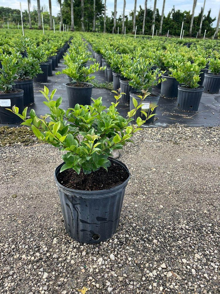 ligustrum-japonicum-japanese-privet-wax-leaf-ligustrum
