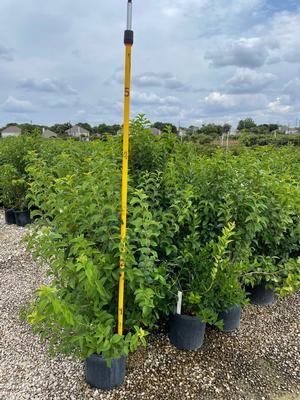 ligustrum-japonicum-japanese-privet-wax-leaf-ligustrum